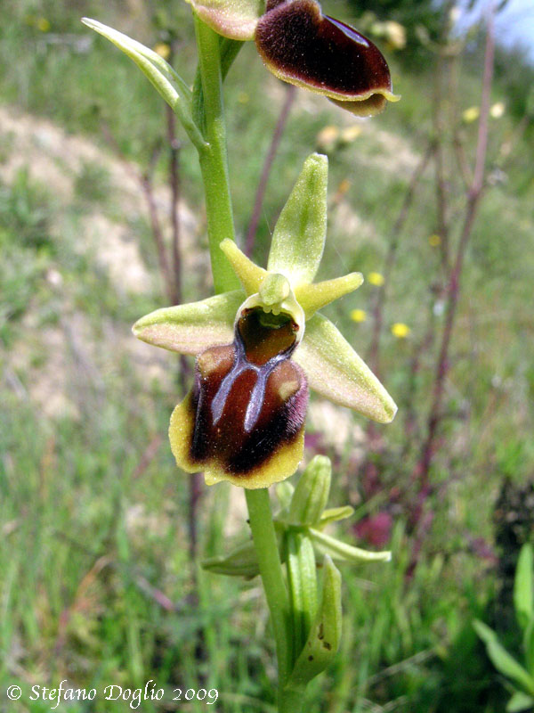 Ophrys herae